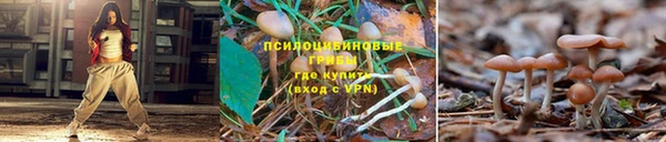 ГАЛЛЮЦИНОГЕННЫЕ ГРИБЫ Балахна